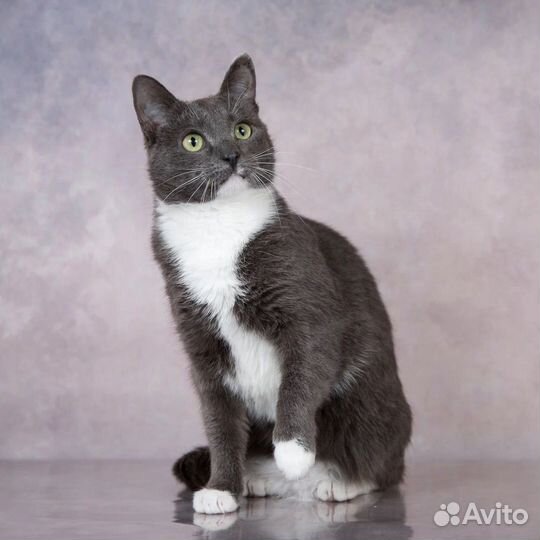 Кошки в добрые руки бесплатно