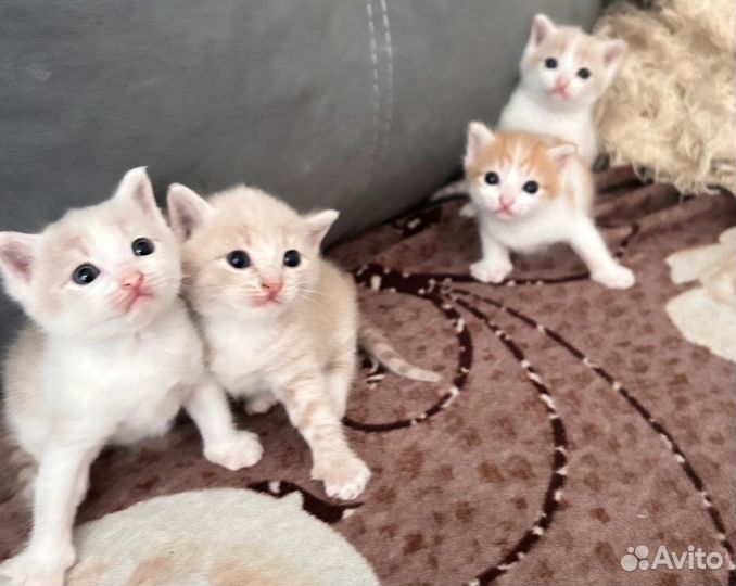 Отдам котят в добрые руки