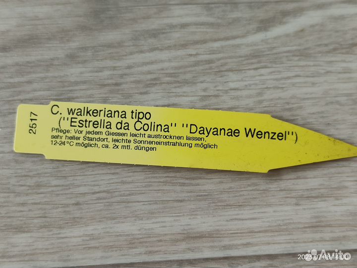 Cattleya walkeriana Tipo