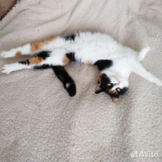 Кошка в дар