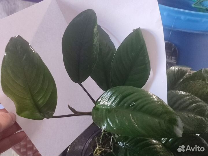 Аквариумные растения, анубиас мини, папоротник