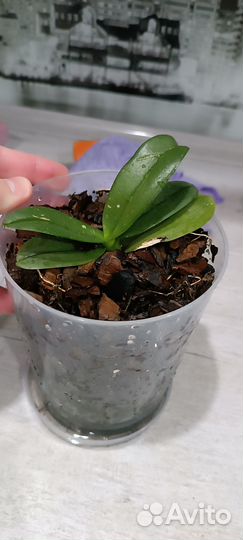 Продам Орхидеи