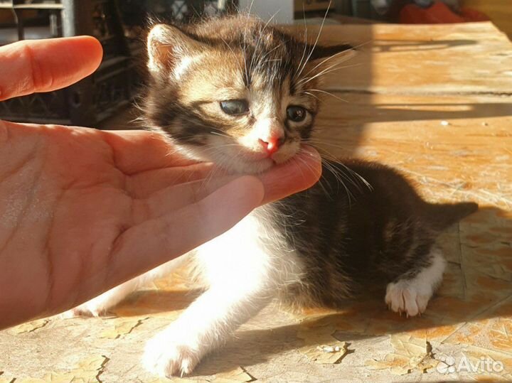 Котята в добрые руки бесплатно
