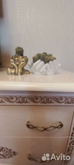 Цветы, кактус, кашпо