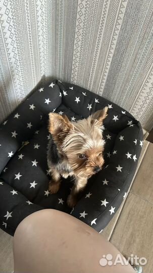 Собака йоркширский терьер мини