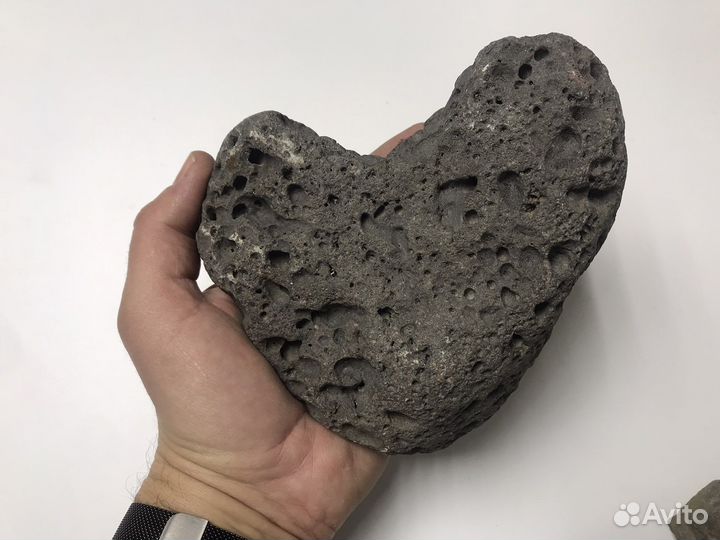 Окаменелости со следами живности