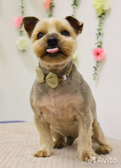 Стрижка собак и кошек. Груминг