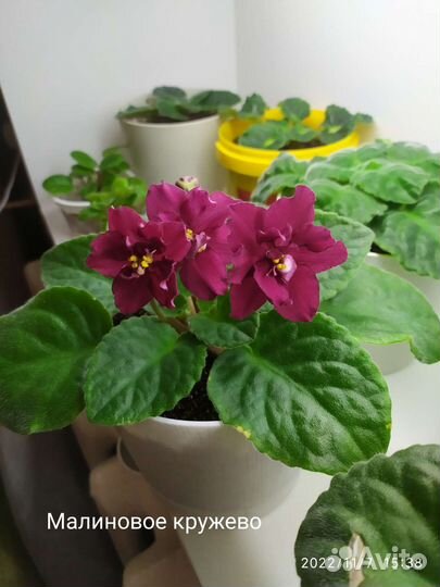 Фиалки сортовые