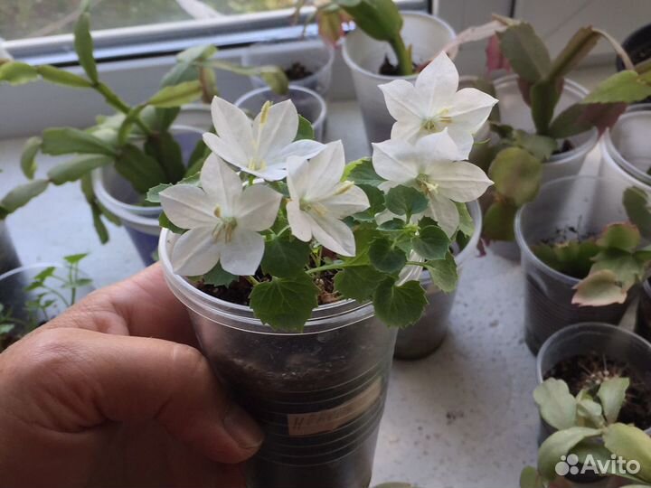 Домашняя кампанула