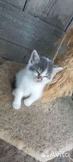 Котята в дар