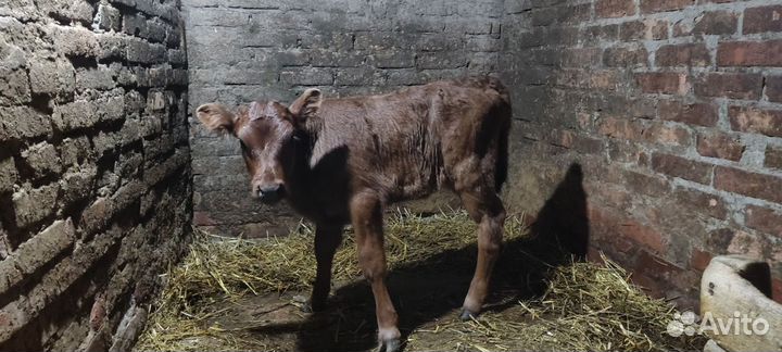 Продам теленка (телочка)