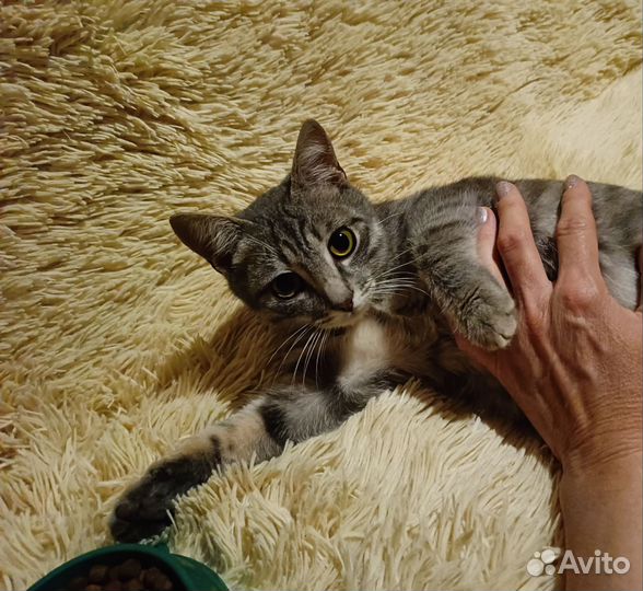 Отдам котёнка в добрые руки