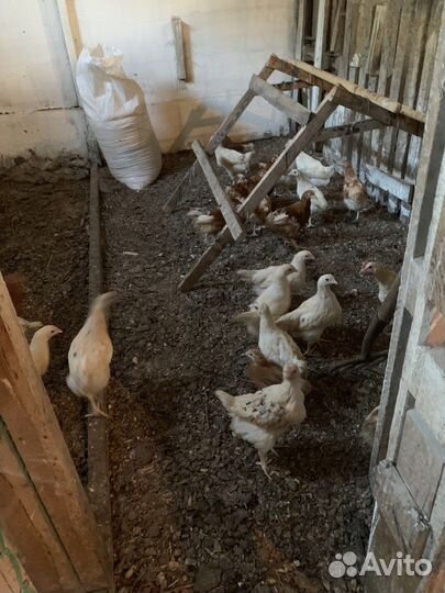 Молодые петушки