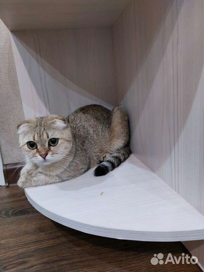 Шотландская вислоухая кошка