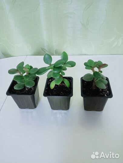 Крассула толстянка