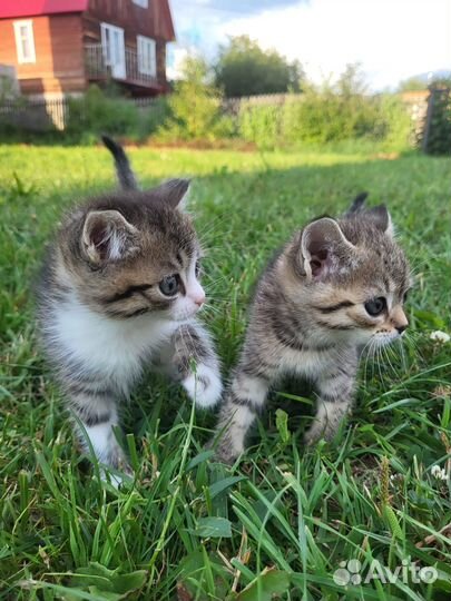 Отдам прекрасных котят