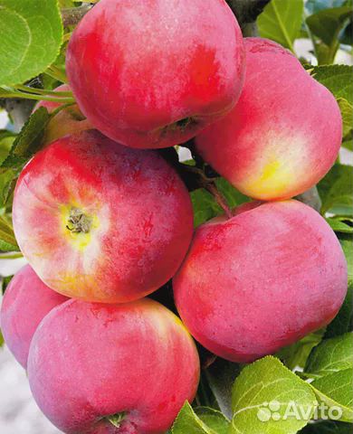 Яблоня Серебряное копытце