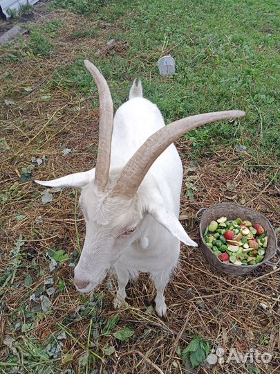 Коза дойная