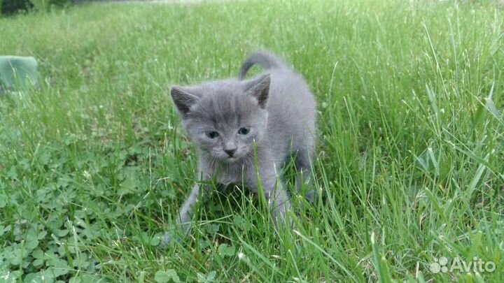 Дымчатый котенок