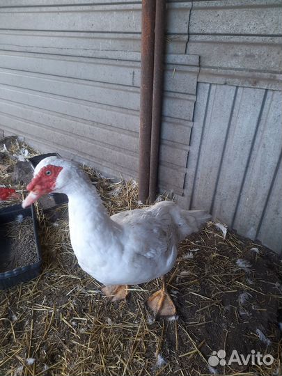 Семья индоуток