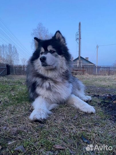 Аляскинский маламут