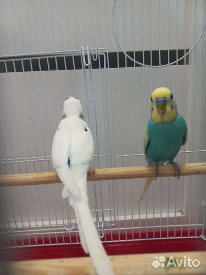 Волнистый попугай пара с клеткой
