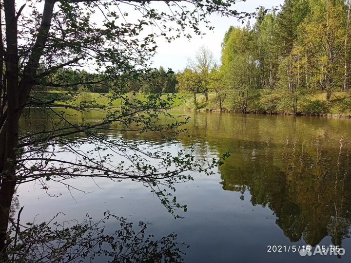 Кабанчик кабан дикий