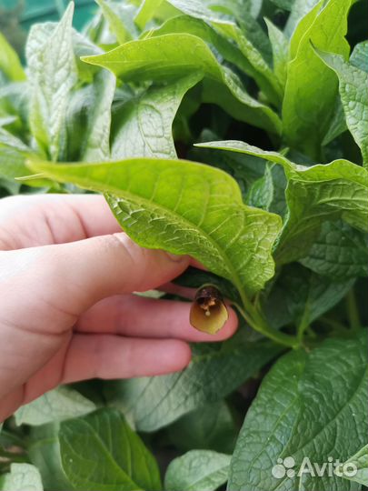 Белладонна или красавка обыкновенная