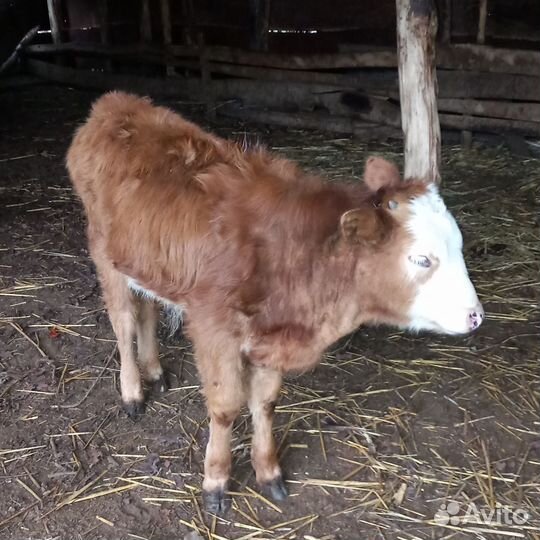 Бычок и тёлка