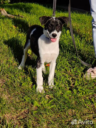 Собака щенок