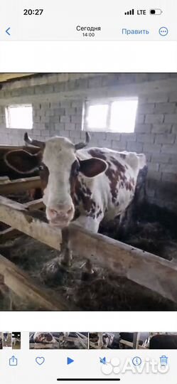 Корова стельная