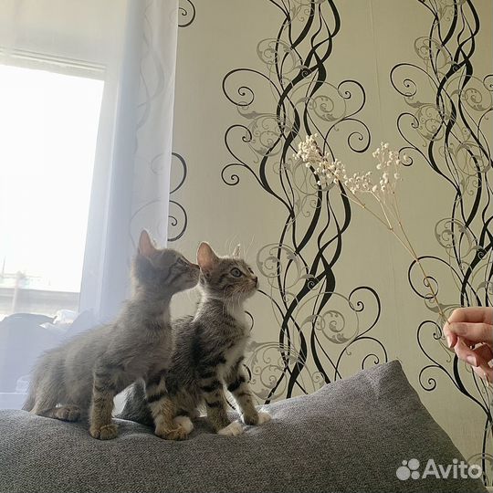 Два котика