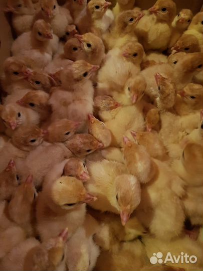 Индюшата и инк. яйцо тяжелых и средних кроссов