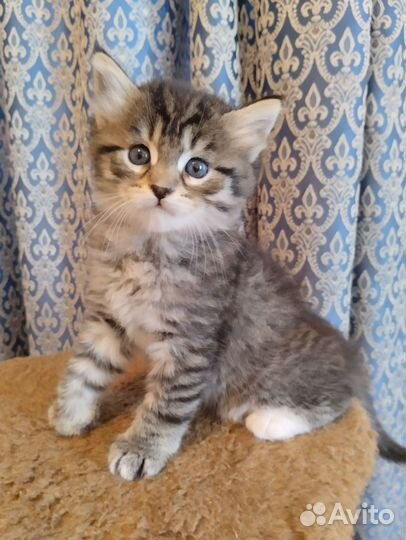 Сибирская кошка