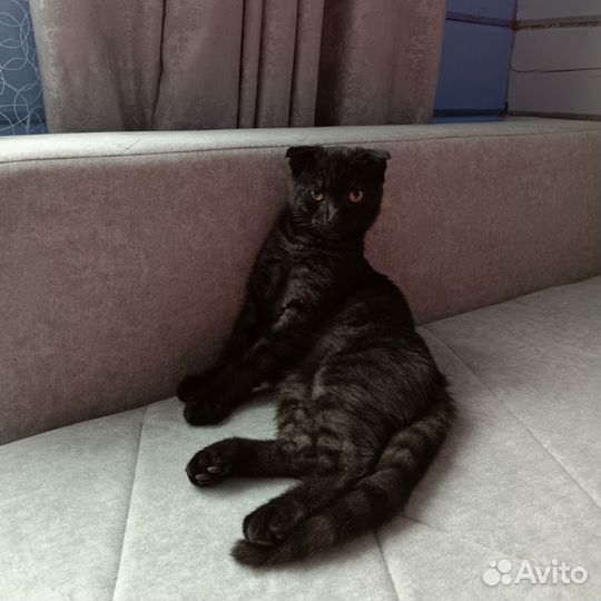 Вислоухий котБесплатно