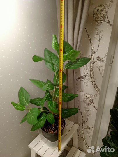 Комнатные растения