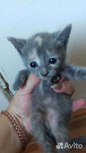 Дымчатый котенок