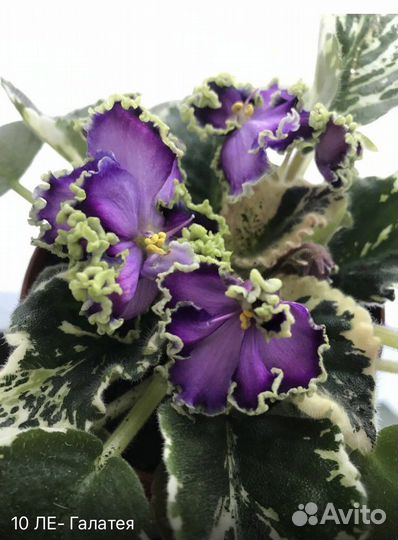 Фиалки сортовые