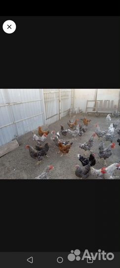Куры несушки