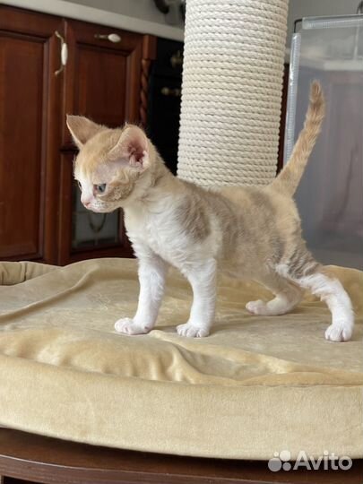 Девон-рекс котенок девочка в разведение