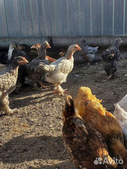 Куры несушки