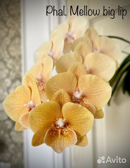 Орхидея биг лип Хамелеон
