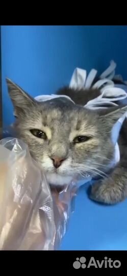 Кошка. Девочка. Пискля. Мо. Ищем добрые ручки