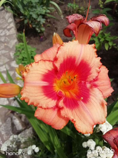 Лилейники сортовые