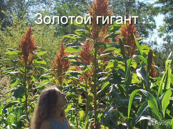 Амарант зерновой, овощной, салатный, чайный