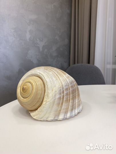 Декоративные морские ракушки