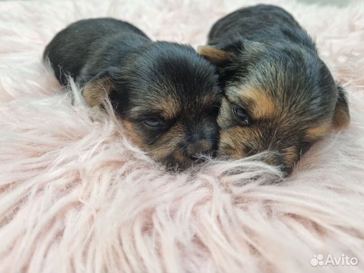 Продам щенков метисы