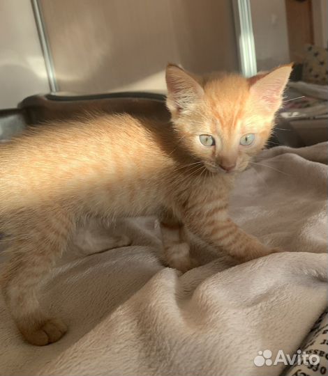 Рыжий котенок