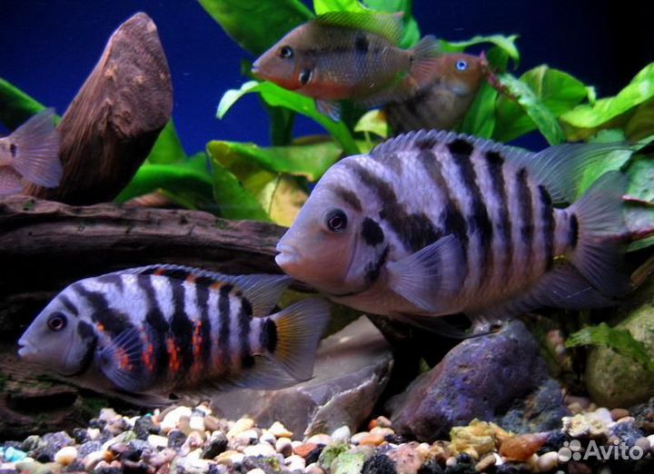 Цихлозома чернополосая