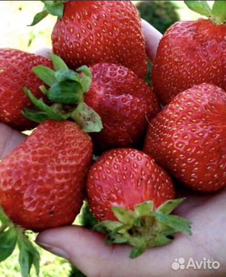 Клубника Лорд (на посадку)